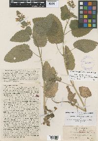 Stachys quercetorum image