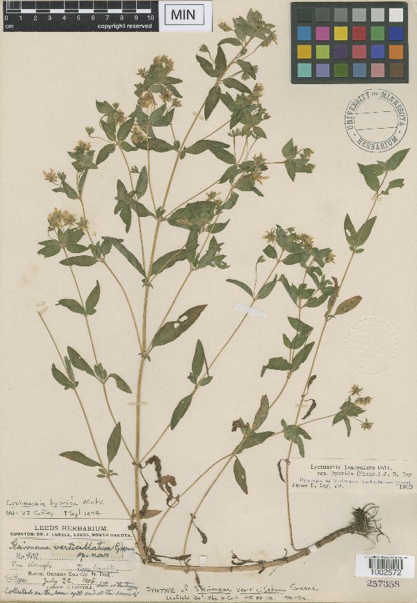 Lysimachia verticillata image