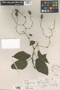 Image of Sparattanthelium glabrum