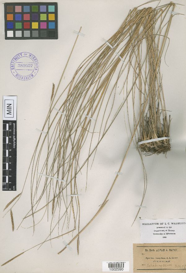 Spartina caespitosa image