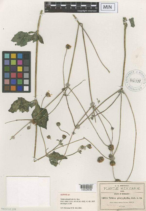 Tridax platyphylla image