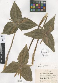 Image of Trillium decipiens