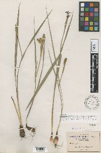 Tigridia molseediana image