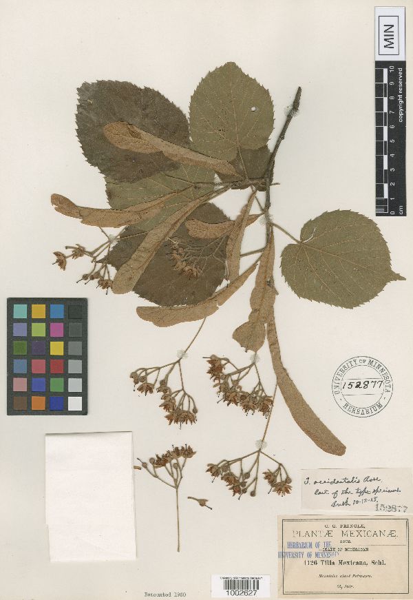 Tilia americana var. mexicana image