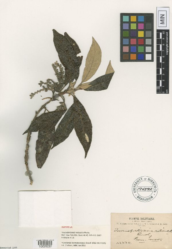 Guettarda tournefortiopsis image