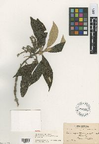 Image of Guettarda tournefortiopsis