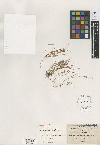 Tradescantia angustifolia image