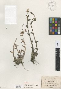 Image of Tradescantia brachyphylla