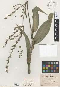 Thyrsanthemum macrophyllum image