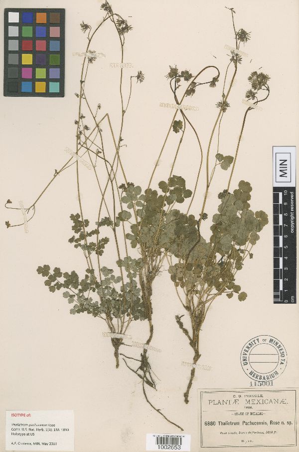 Thalictrum pachucense image