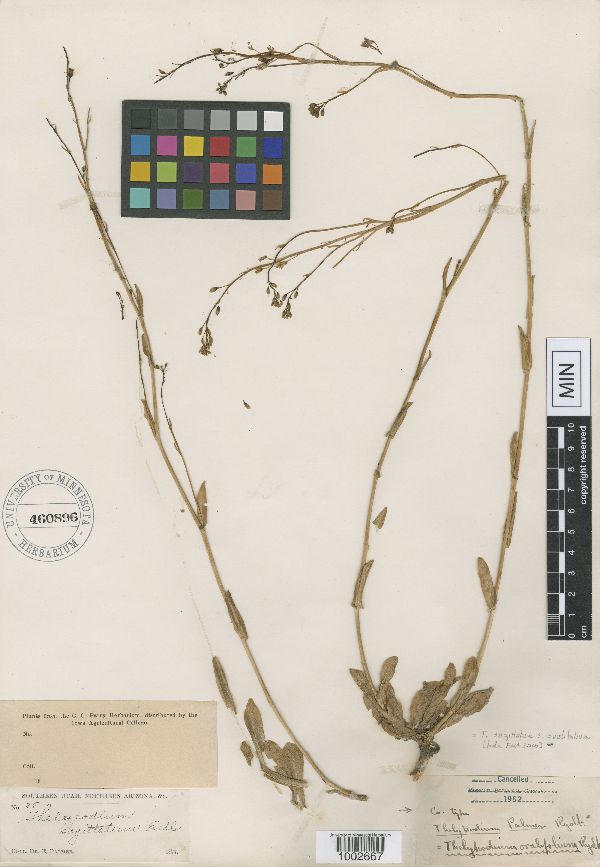 Thelypodium sagittatum subsp. ovalifolium image