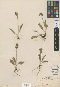 Swertia perennis subsp. perennis image