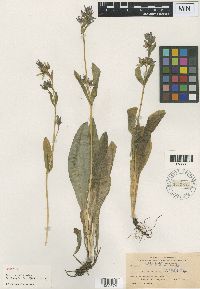 Swertia palustris image