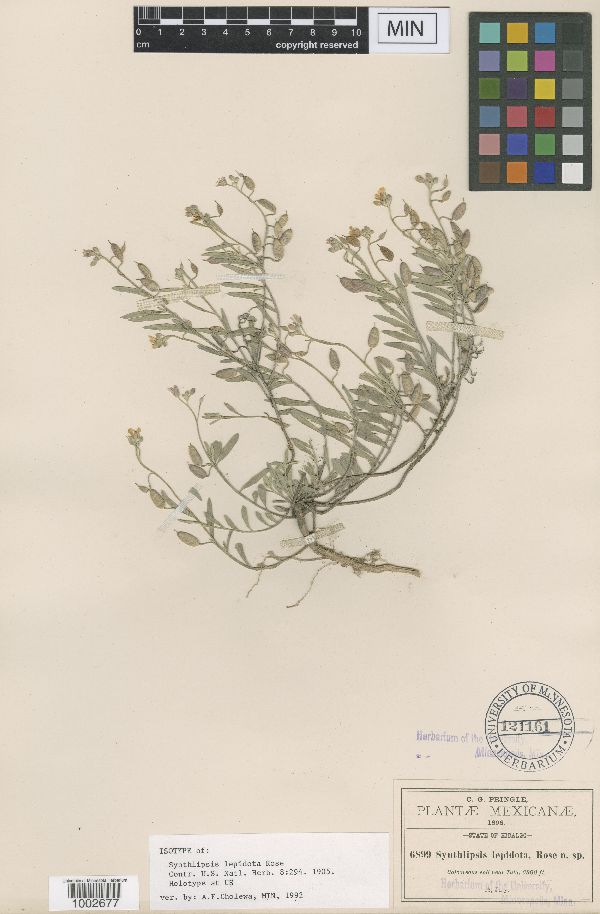 Physaria rosei subsp. rosei image