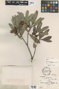 Image of Ternstroemia lineata