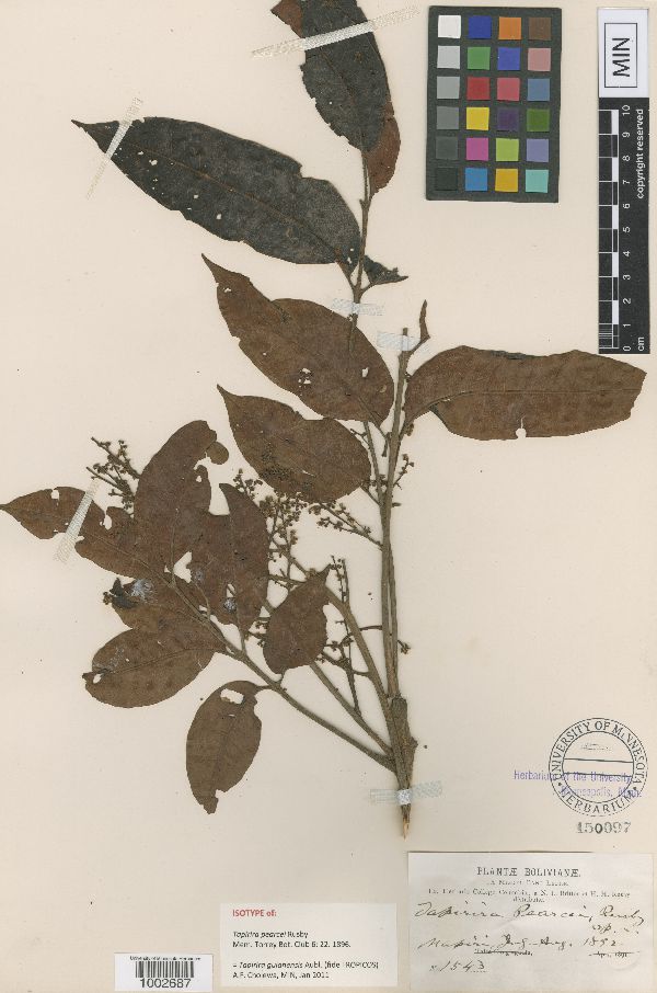 Tapirira guianensis subsp. guianensis image