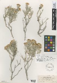 Image of Tetradymia filifolia