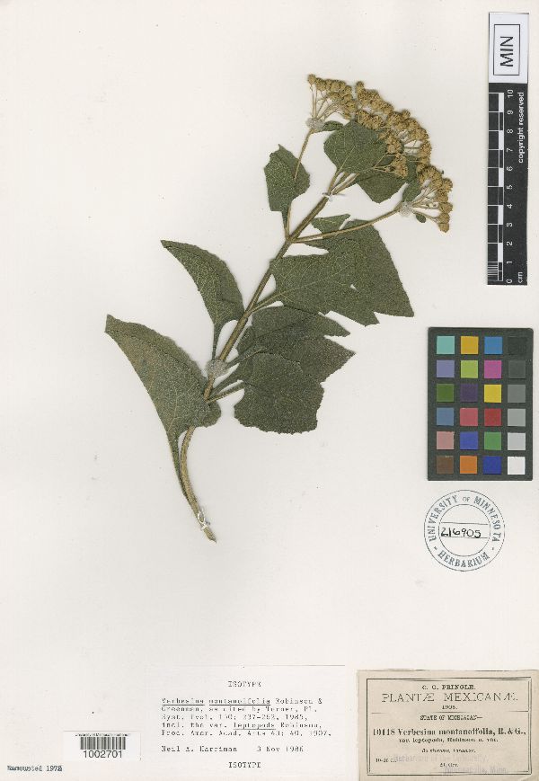 Verbesina montanoifolia var. leptopoda image