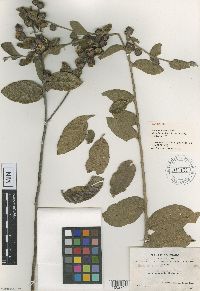 Lessingianthus robustus image
