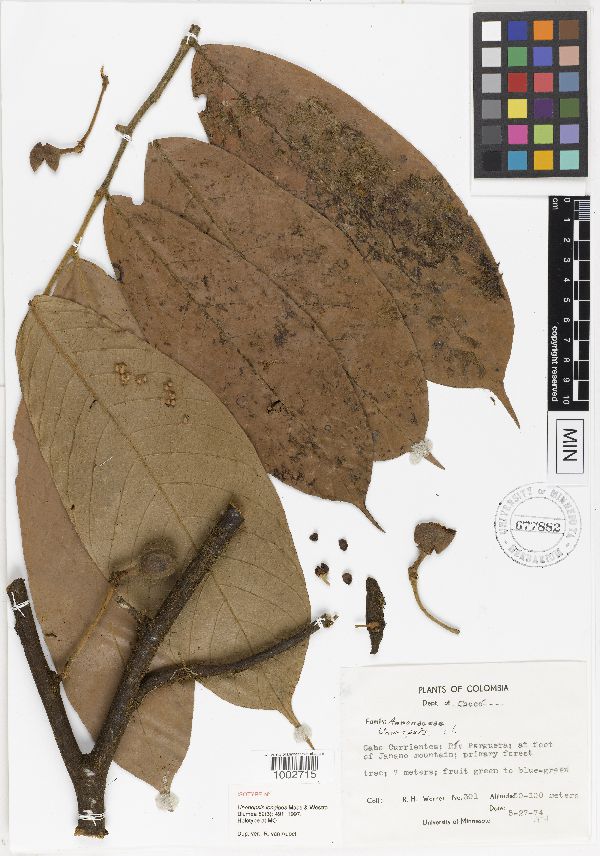 Unonopsis longipes image