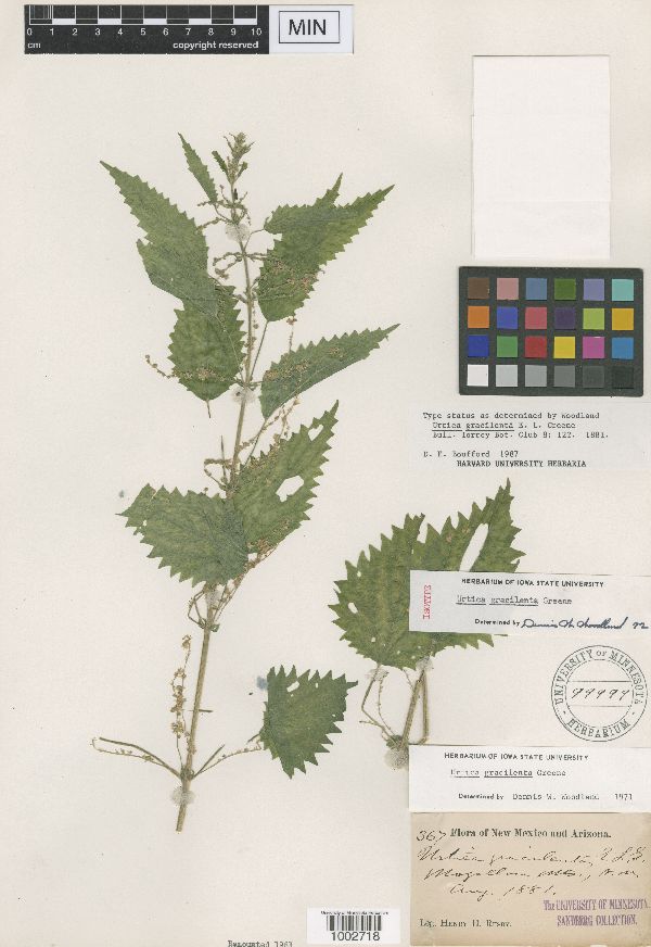 Urtica gracilenta image