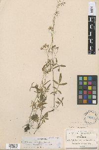 Image of Valeriana densiflora