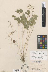 Image of Vancouveria parvifolia