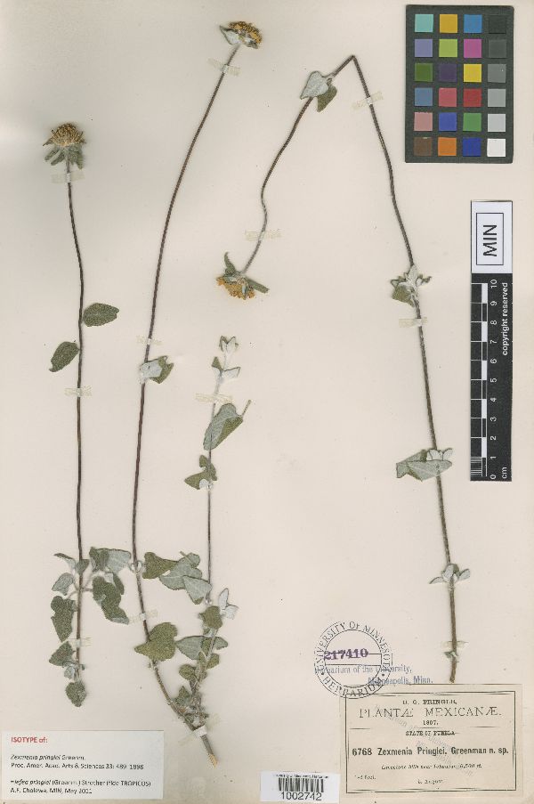 Zexmenia pringlei image