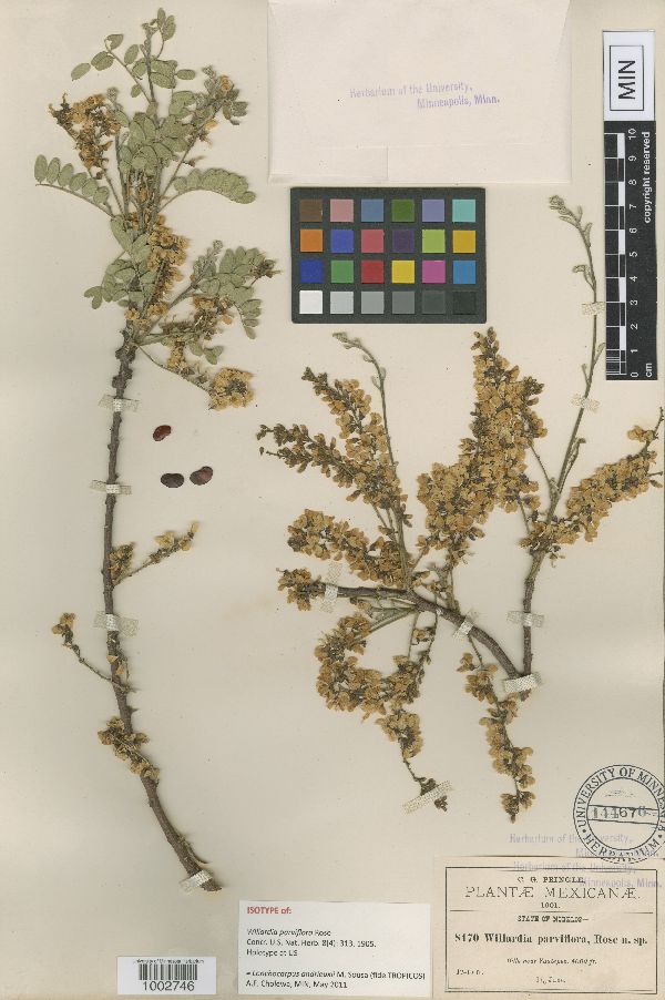 Willardia parviflora image