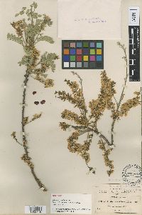 Willardia parviflora image