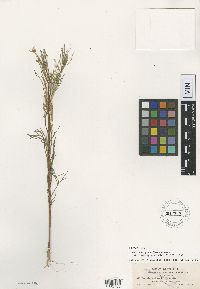 Image of Wootonia parviflora