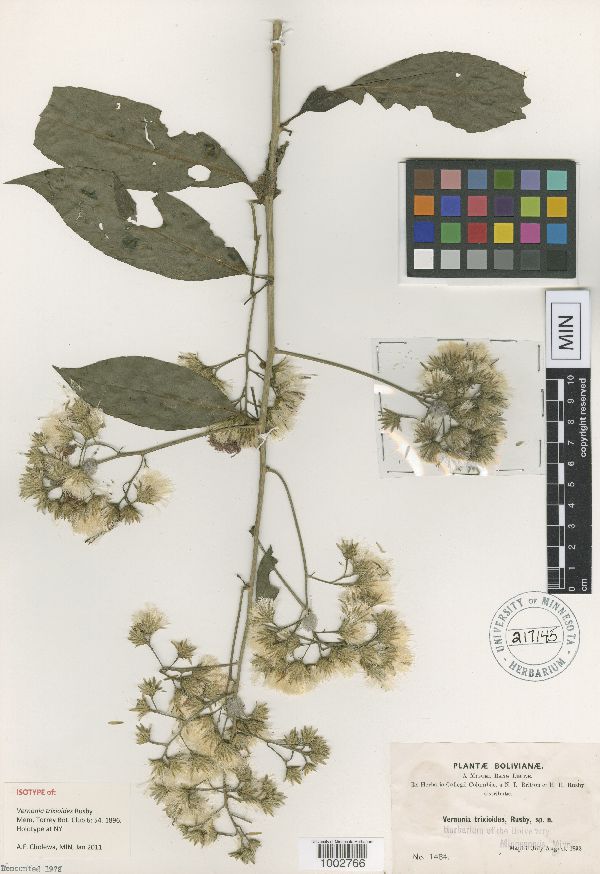 Quechualia trixioides image