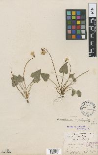 Image of Viola nephrophylla