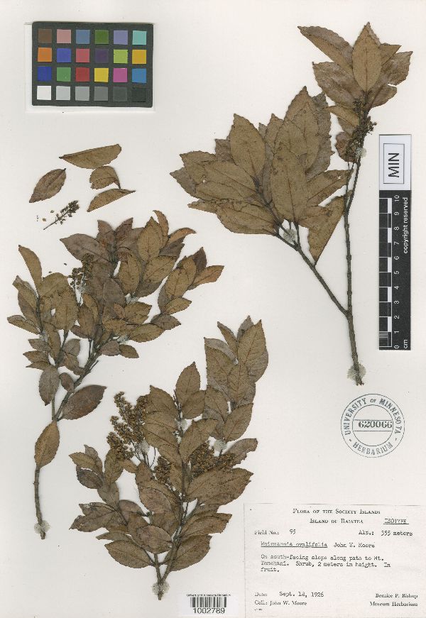 Pterophylla vescoi image