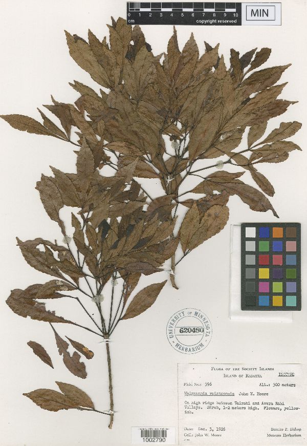 Weinmannia raiateensis image