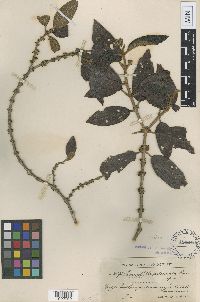 Image of Henriettella reticulata