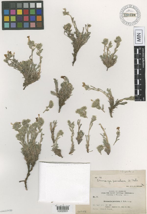 Cryptantha image