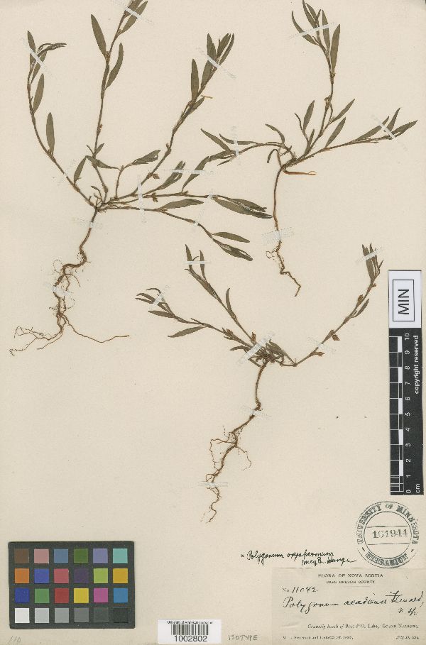 Polygonum oxyspermum subsp. oxyspermum image