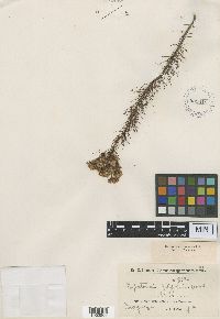 Image of Eupatorium filifolium
