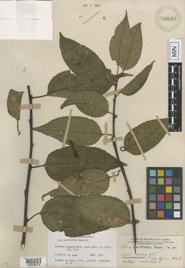 Ilex bartlettii image