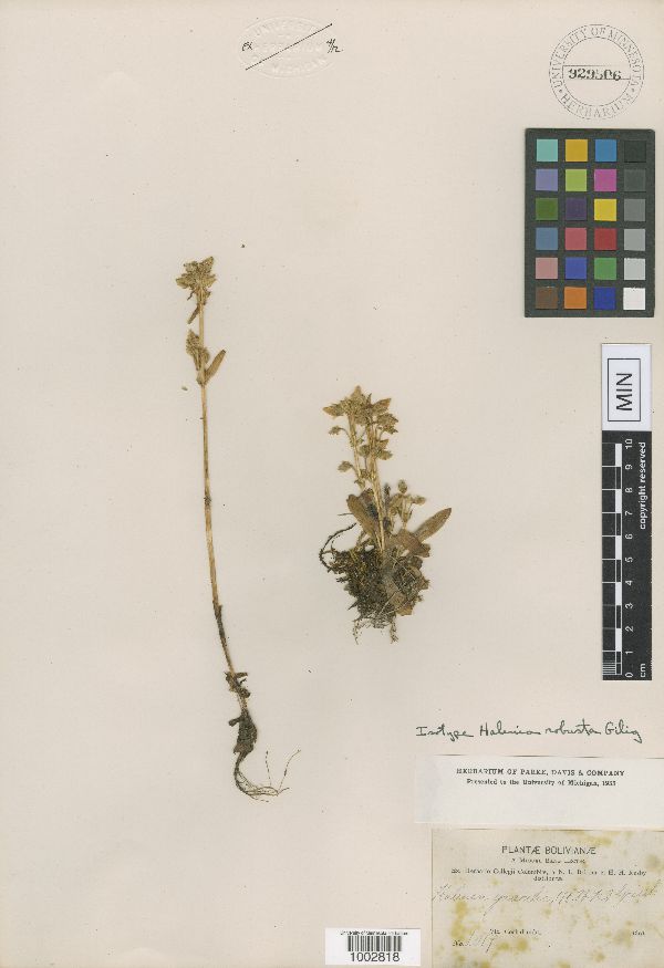 Halenia robusta image