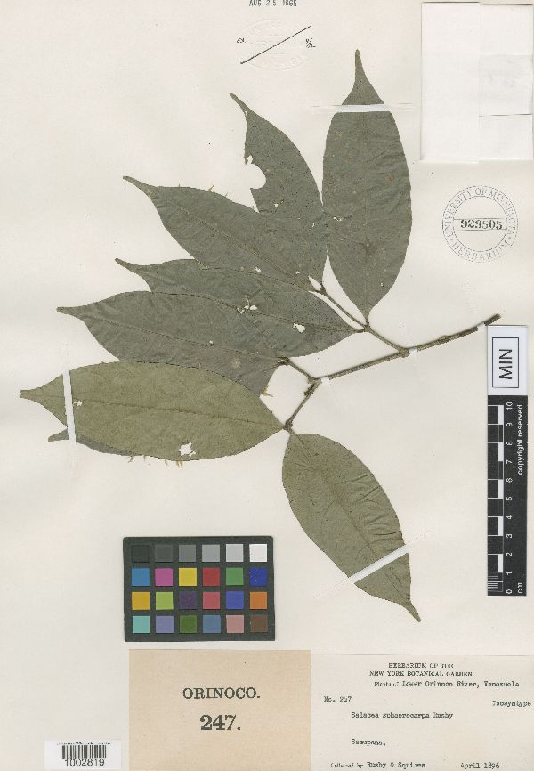 Celastraceae image