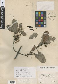 Salacia multiflora subsp. mucronata image