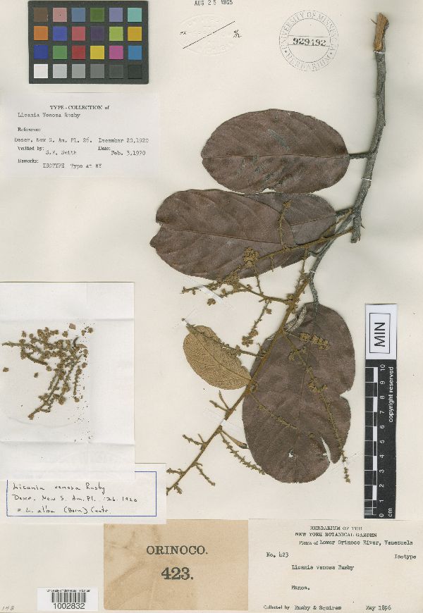 Chrysobalanaceae image