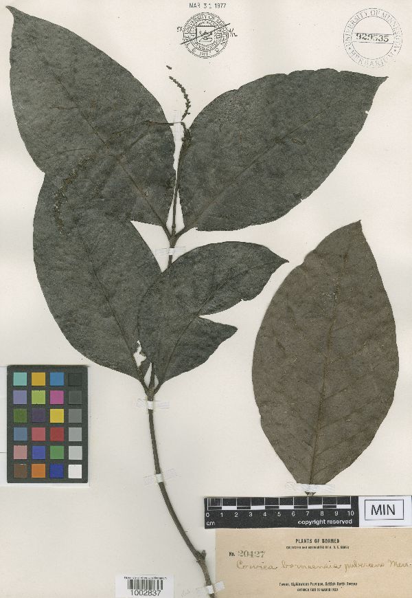 Cowiea borneensis var. pubescens image