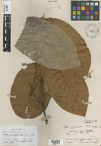 Image of Prunus polystachya