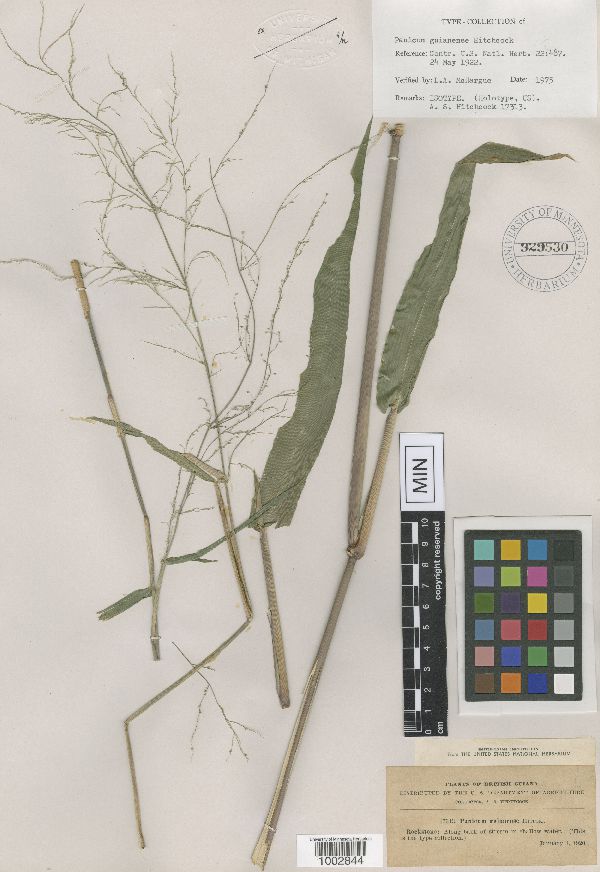 Panicum hylaeicum image
