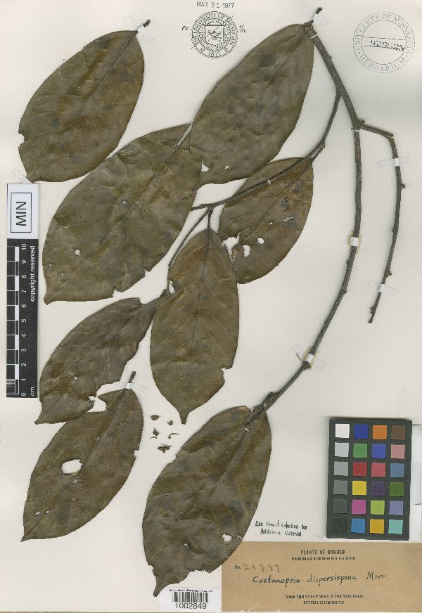 Castanopsis hypophoenicea image