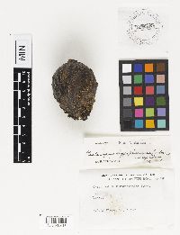 Castanopsis hypophoenicea image