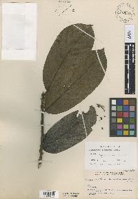 Image of Drepananthus pubescens